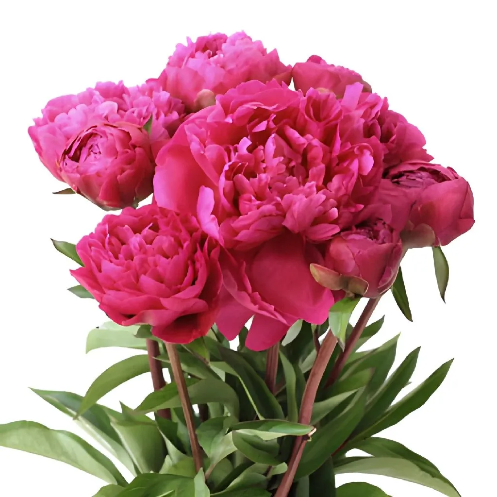 Hot Pink Peonies for March Delivery