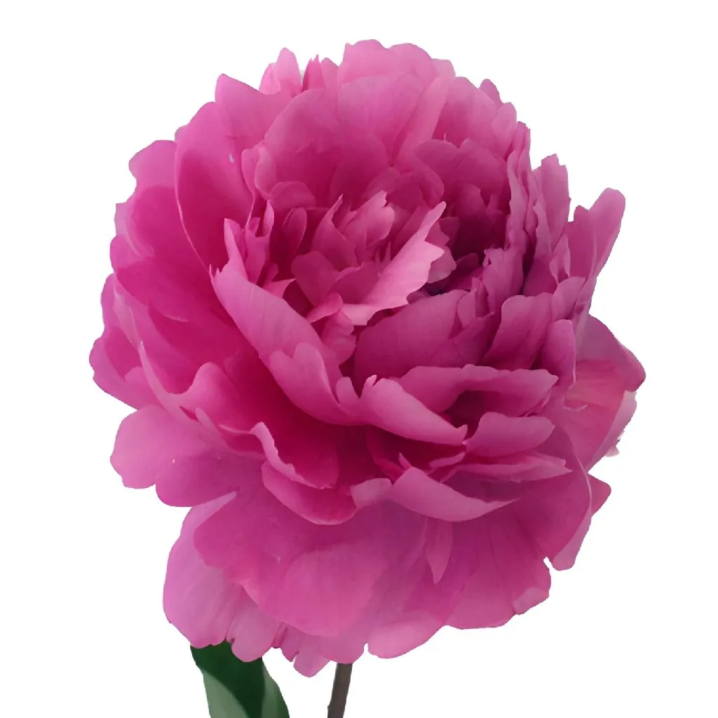 Hot Pink Peonies for March Delivery