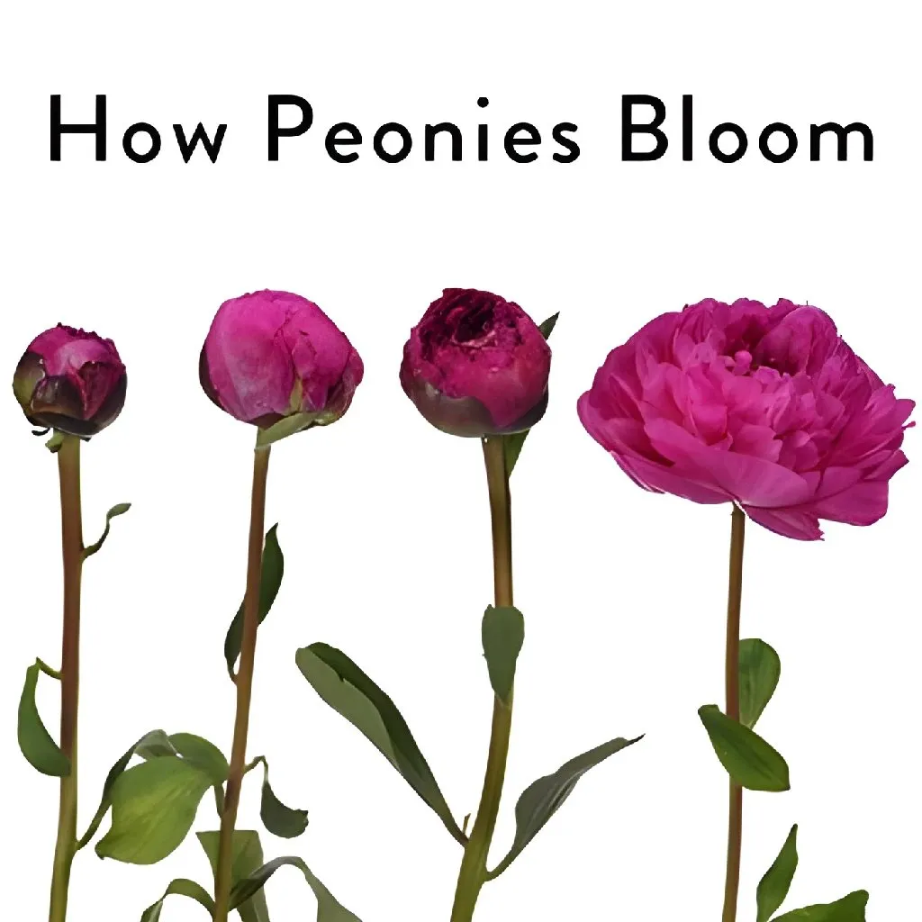 Hot Pink Peonies for March Delivery