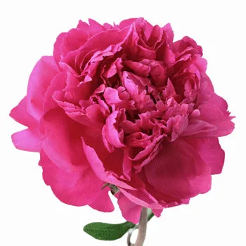 Hot Pink Peonies for March Delivery