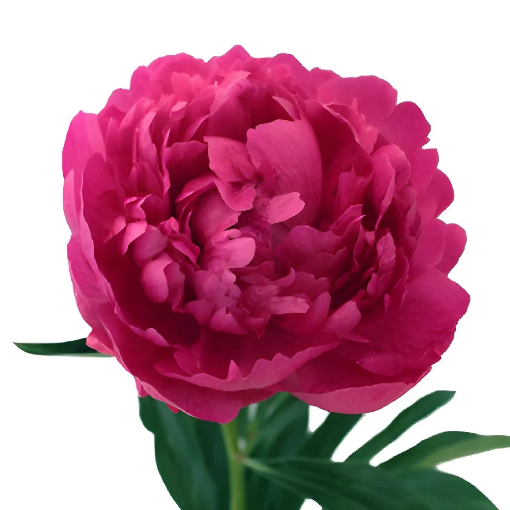 Hot Pink Peonies for March Delivery