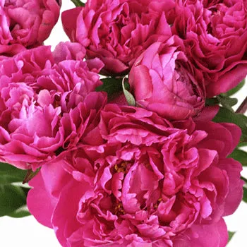 Hot Pink Peonies for March Delivery